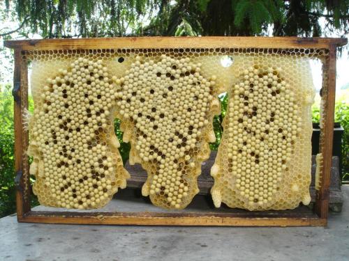 Drohnenrähmchen mit Schwarmzellen